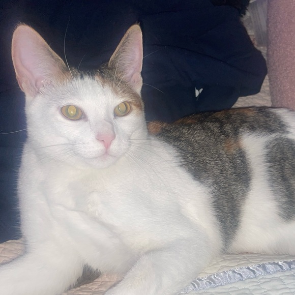 ammecathe